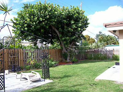 Yard & Tree Looking North