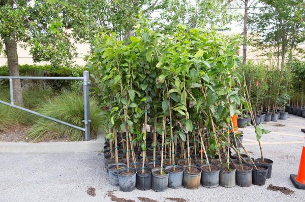 PSL Tree Challengee Giveaway photo showing trees given on Saturday May 18th, 2019