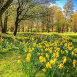 Happy Easter and Happy Passover 2022, Gorgeous Daffodils in green field and forest