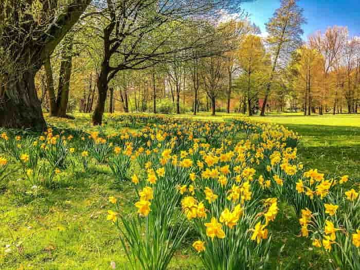 Happy Easter and Happy Passover 2022, Gorgeous Daffodils in green field and forest